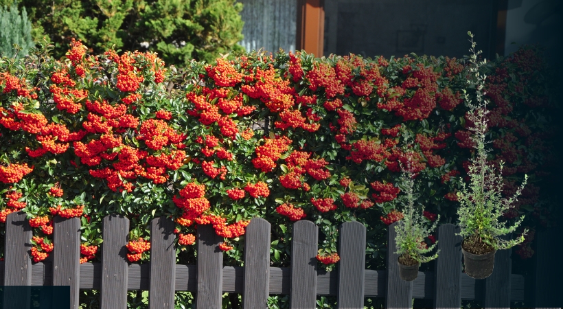 Pyaracantha coccinea ‘Red Column’ Steckbrief