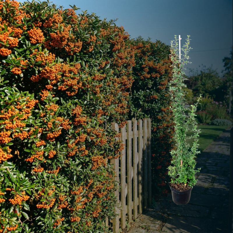 Feuerdorn ‘Orange glow’ Hecke kaufen