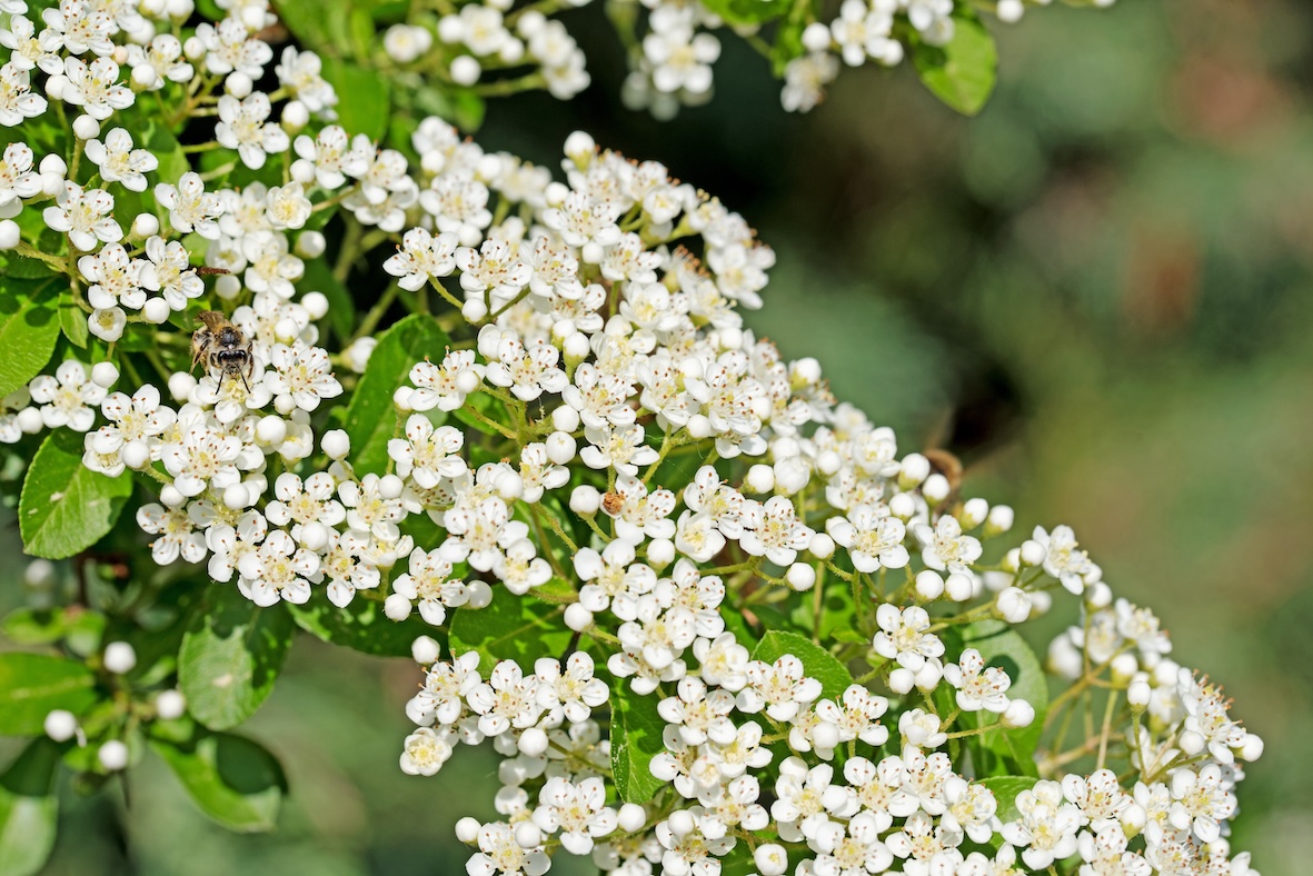 Pyaracantha coccinea ‘Red Column’ Steckbrief