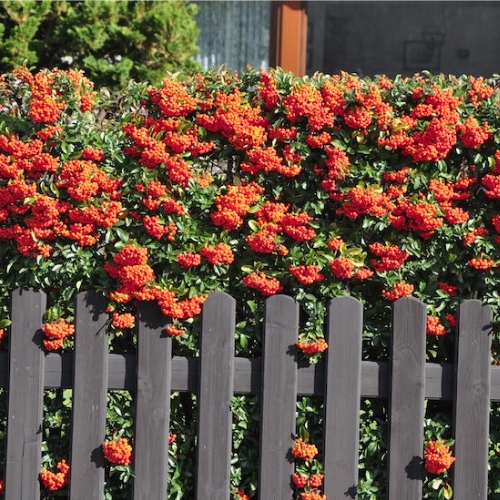Pyaracantha coccinea ‘Red Column’ Steckbrief