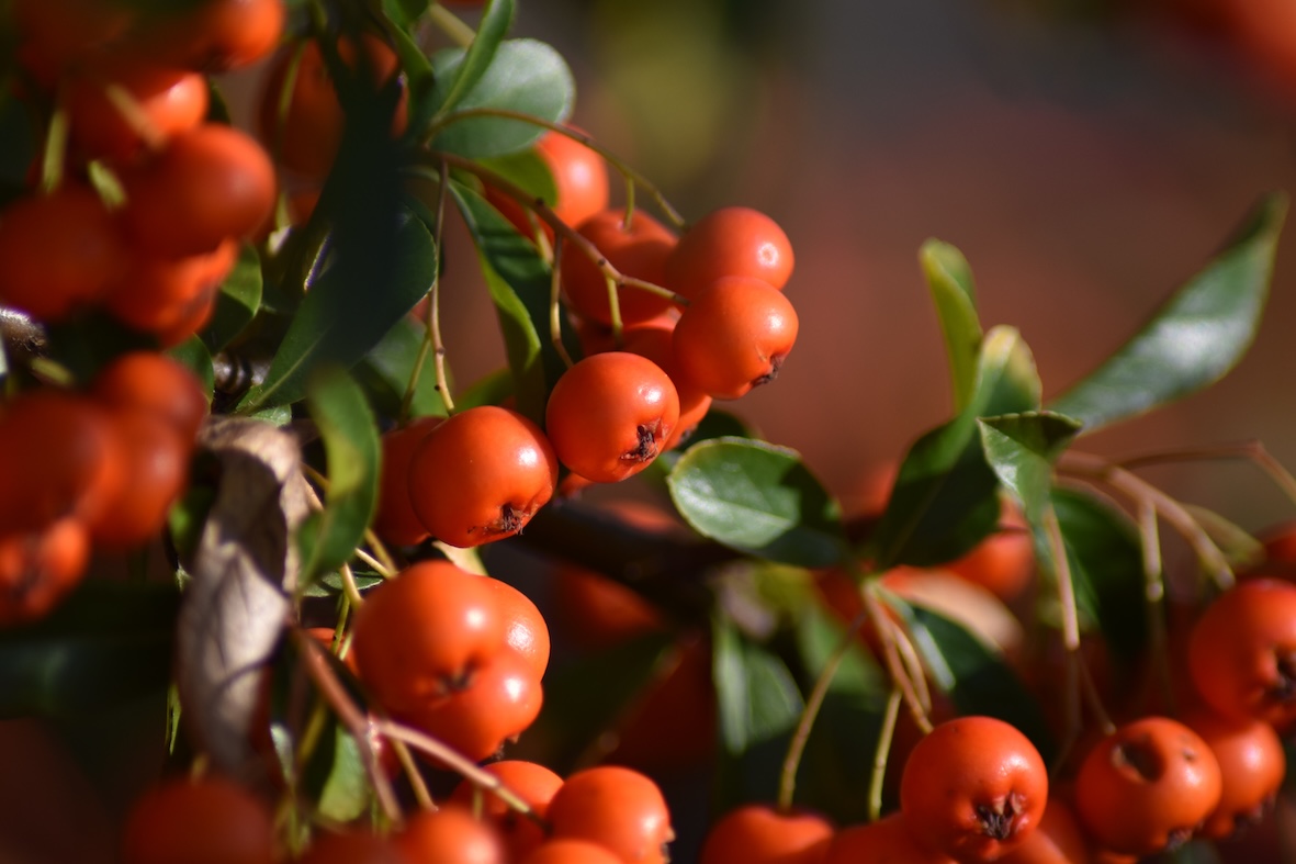 Pyaracantha coccinea ‘Red Column’ Steckbrief