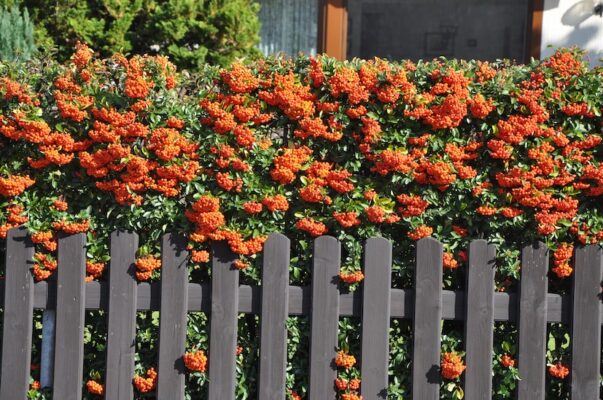 pyaracantha coccinea-red column steckbrief