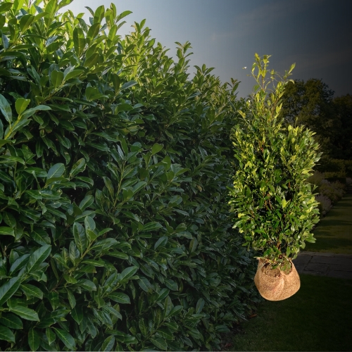 Aufrechter Kirschlorbeer Herbergii Hecke kaufen