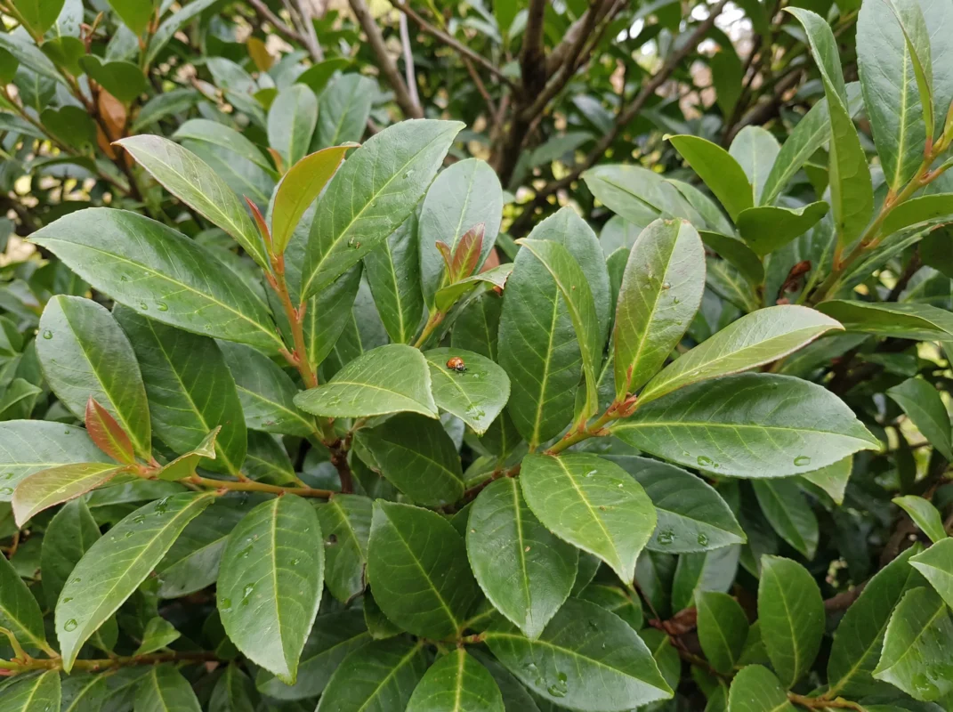 Aufrechter Kirschlorbeer Herbergii Hecke kaufen