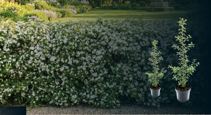 Crataegus monogyna Hecke