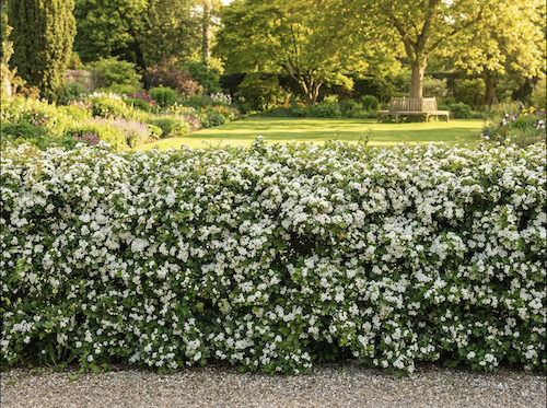 Crataegus monogyna Hecke