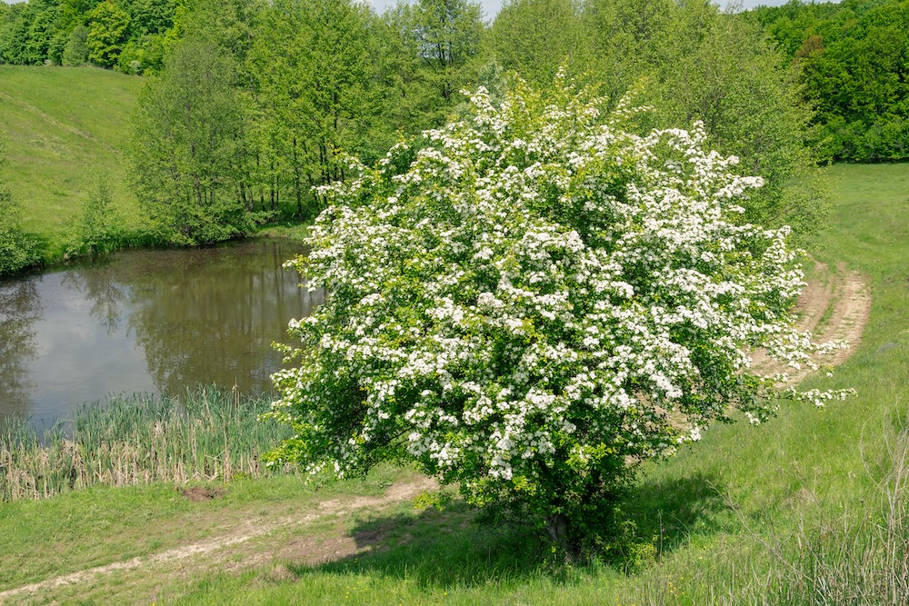 Crataegus monogyna
