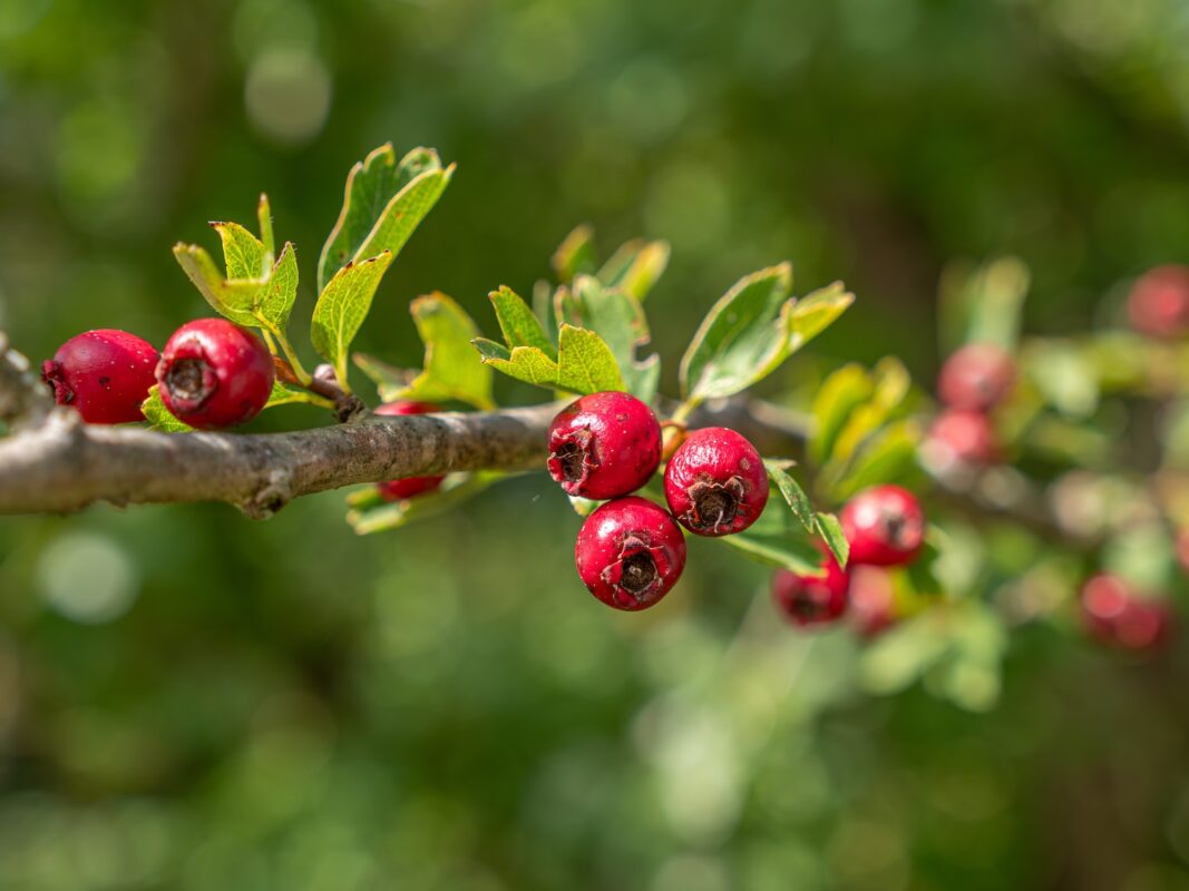 Eingriffeliger Weißdorn Hecke kaufen