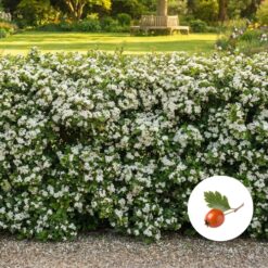 Eingriffeliger Weißdorn Hecke kaufen