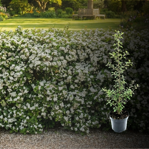 Eingriffeliger Weißdorn Hecke kaufen