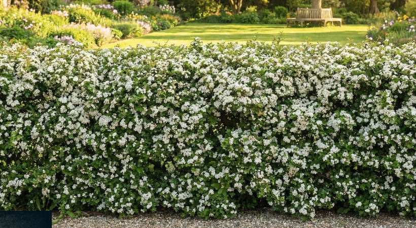 Eingriffeliger Weißdorn Hecke kaufen