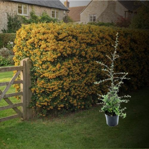 Feuerdorn 'Soleil d'Or'