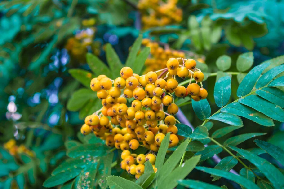 Feuerdorn Soleil D'Or Hecke kaufen