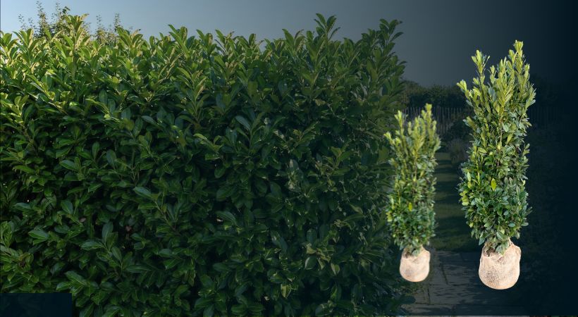 Prunus laurocerasus Elly