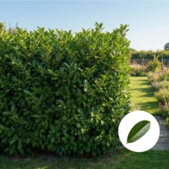 Kirschlorbeer Elly Hecke kaufen