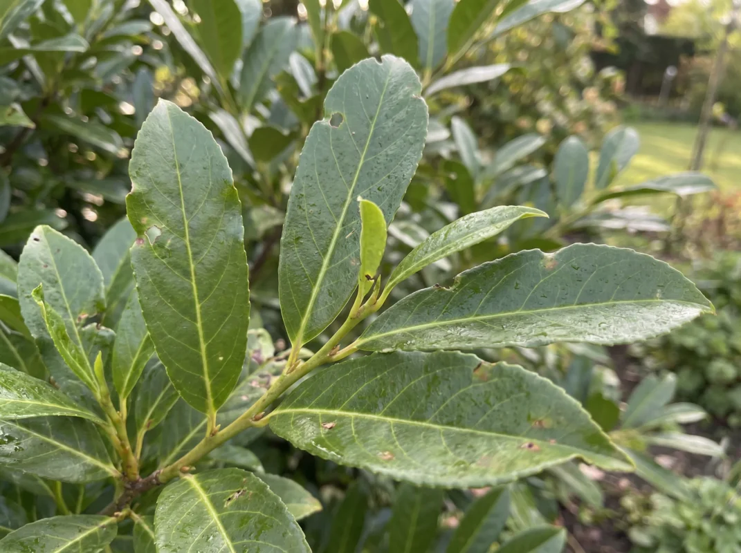 Kirschlorbeer Elly Hecke kaufen