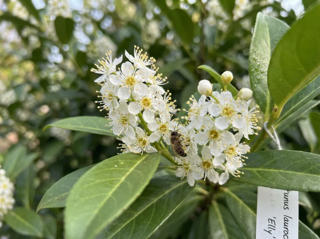 Kirschlorbeer Elly Hecke kaufen