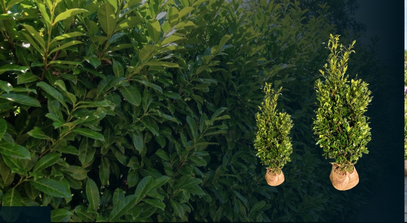 Prunus laurocerasus Hecke kaufen
