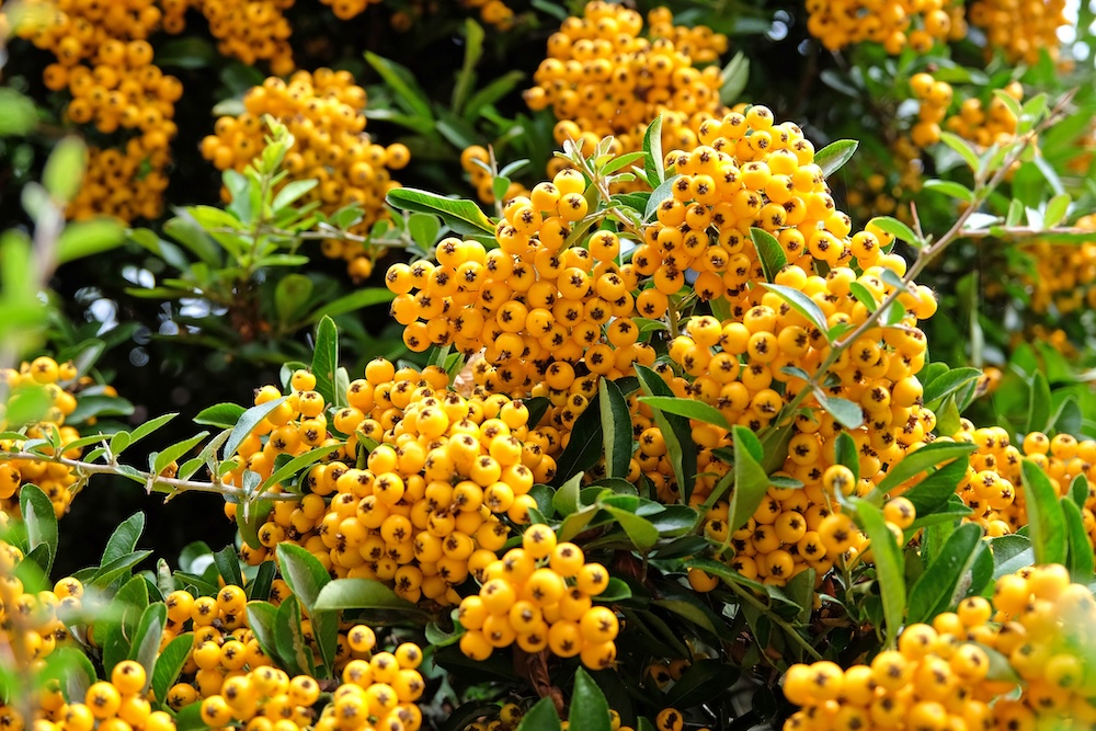 Pyracantha coccinea 'Soleil d'Or' 
