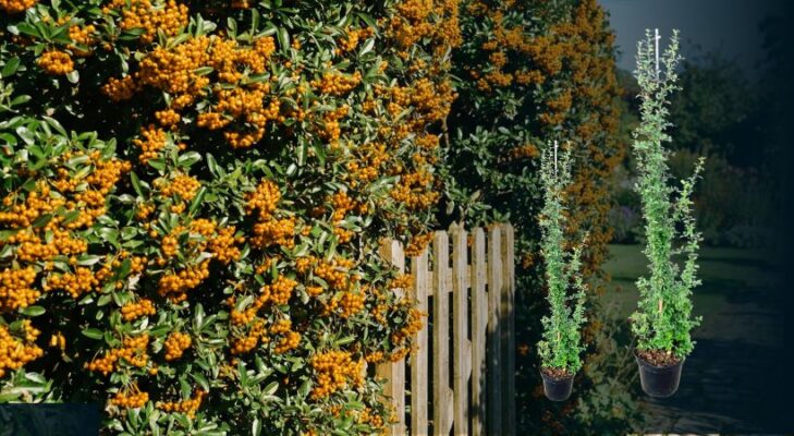 Pyracantha coccinea ‘Orange Glow’ Hecke