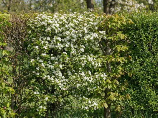 Prunus laurocerasus Elly
