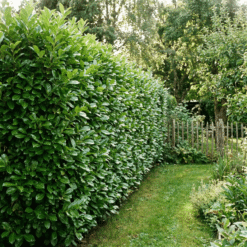 Aufrechter Kirschlorbeer Hecke kaufen