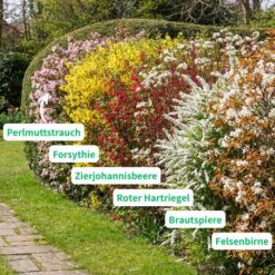 Blühhecke_beschriftet