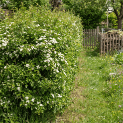 Eingriffeliger Weißdorn Hecke kaufen