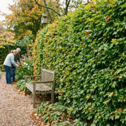 Feldahorn Hecke kaufen