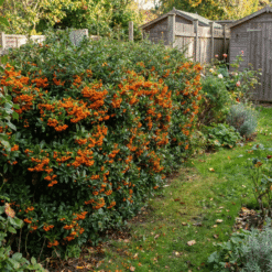 Feuerdorn Orange Glow Hecke kaufen