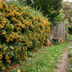 Feuerdorn Soleil D'Or Hecke