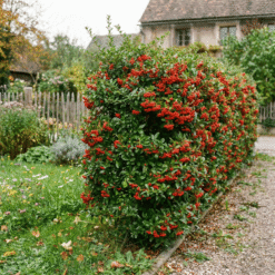 Alternative view of Feuerdorn Pyracantha ‘Red column’