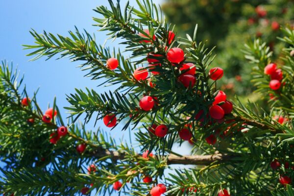 Bechereibe Taxus Media Hicksii Hecke kaufen