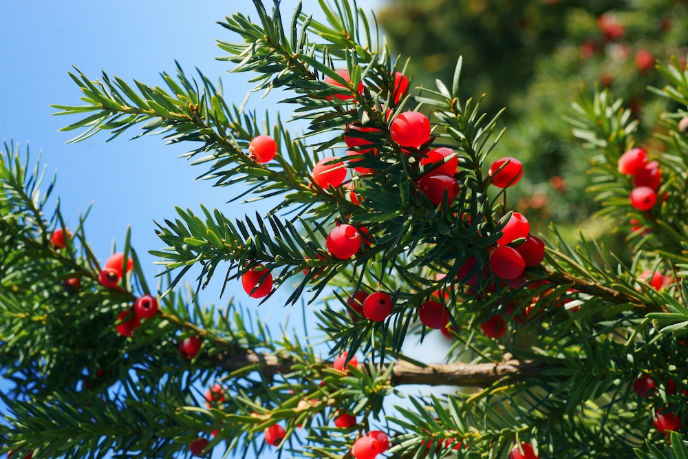 Bechereibe Taxus Media Hicksii Hecke kaufen