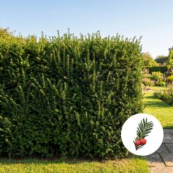 Bechereibe Taxus Media Hicksii Hecke kaufen
