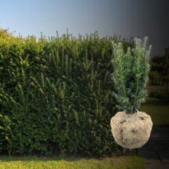 Bechereibe Taxus Media Hicksii Hecke kaufen