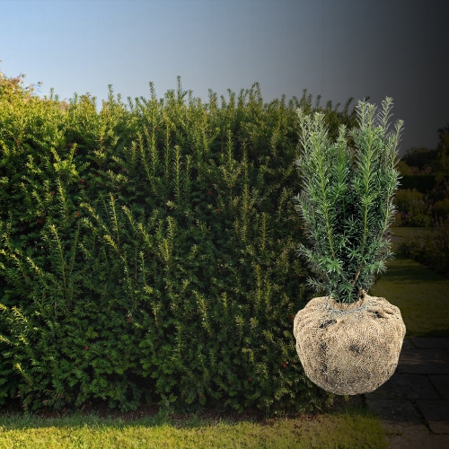 Bechereibe Taxus Media Hicksii Hecke kaufen