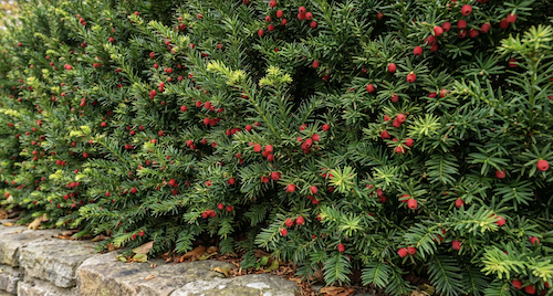 Taxus × media ‘Hicksii’