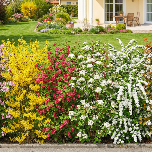 Blühhecke Anordnung