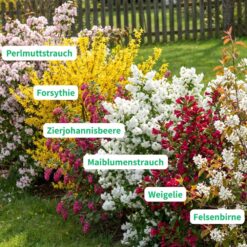 Blühhecke Pflanzen