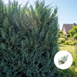 Leyland Zypresse Blue Jeans Hecke kaufen