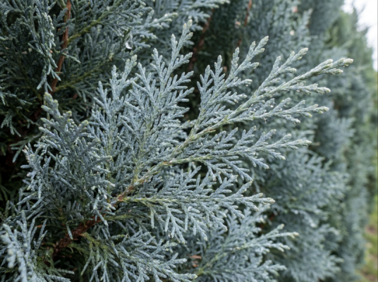 Leyland Zypresse Blue Jeans Laub