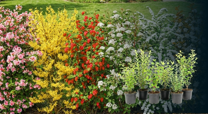 Sommergrüne Blühhecke