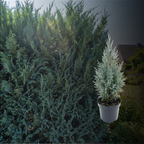 cupressocyparis leylandii blue jeans
