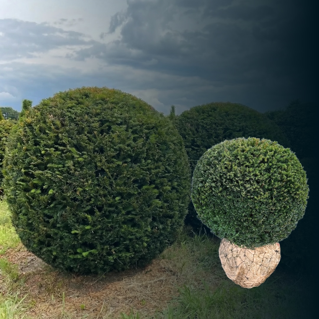 Eiben-Kugel - Ballenware - 50 - 60 cm - Taxus baccata (Heckenpflanzen)
