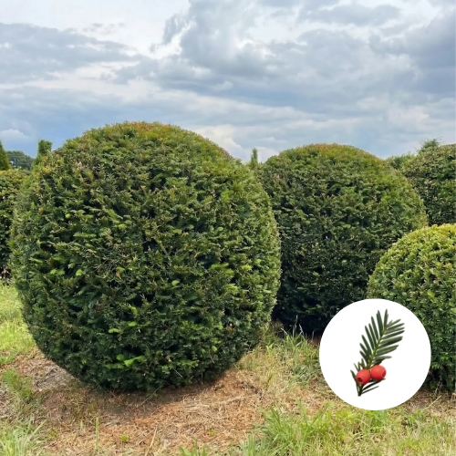 weleda thuja occidentalis Thuja occidentalis Sting&trade; Arborvitae – Wayside Gardens main image 1