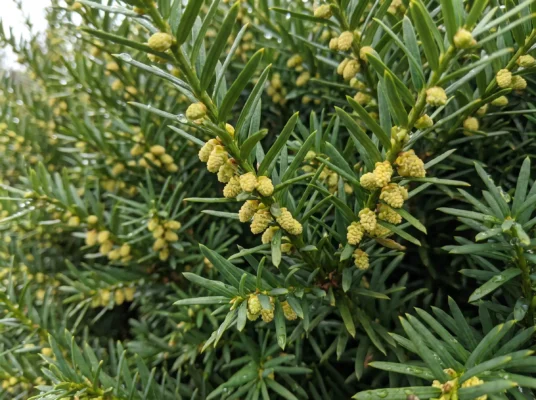 Bechereibe Hillii Blüte