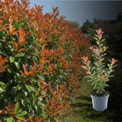 Kirschlorbeer On Fire Hecke kaufen